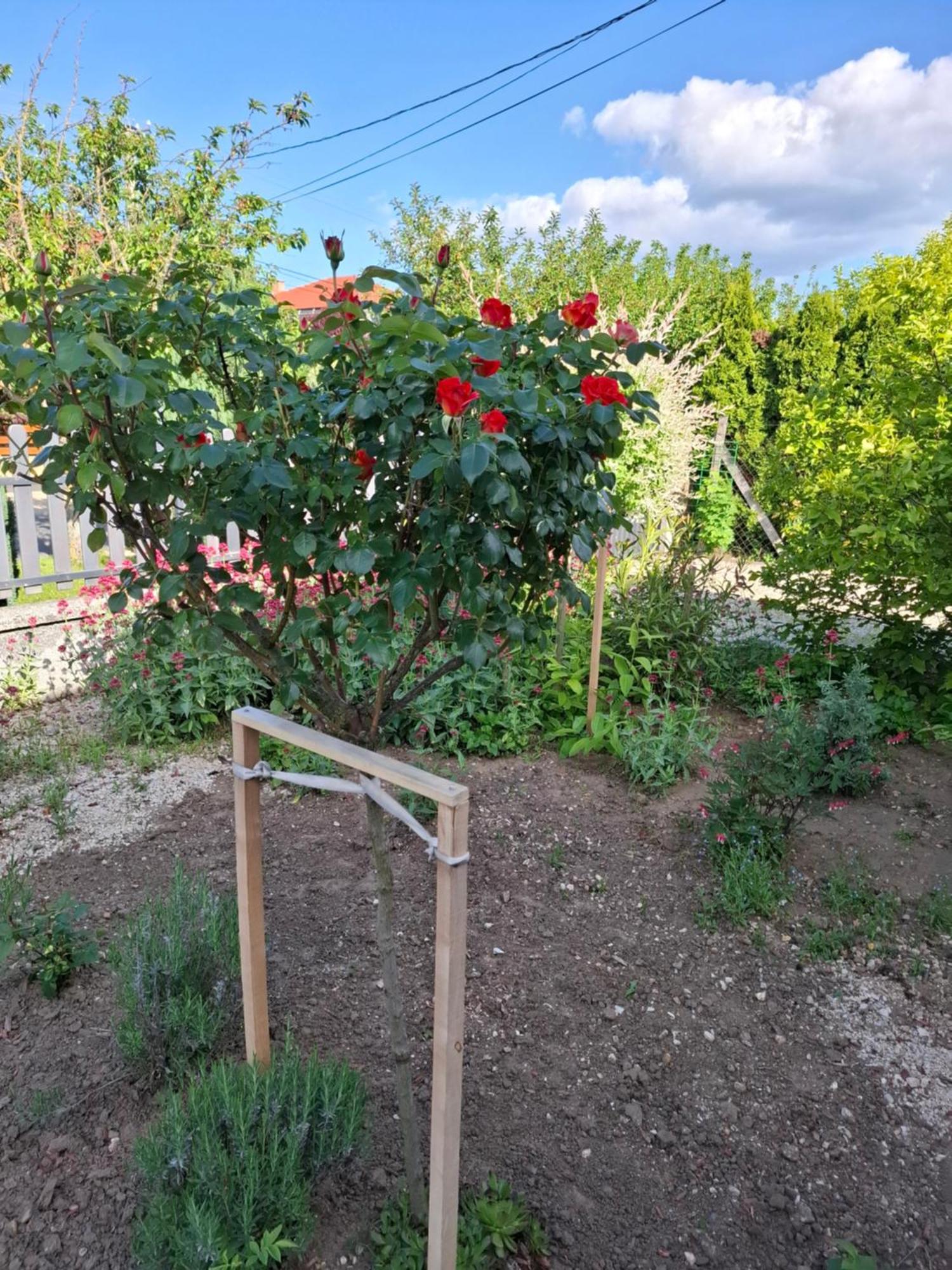 Márti